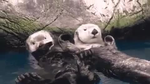 Otter Couple Holding Hands While Swimming SWEETEST THING