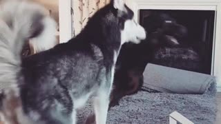 Rottweiler Gets Scolded For Uncontrollable Spinning