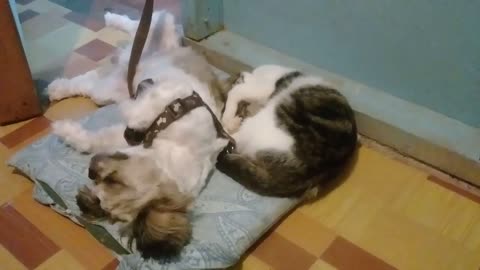 Cat trying to sleep and restless dog playing