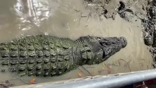 Crocodile Enjoys a Good Back Scratch