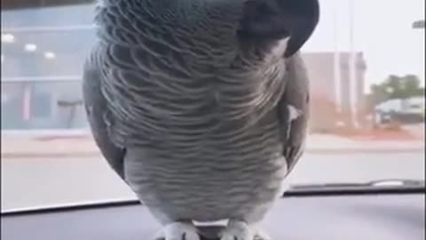 Clever parrot speaker