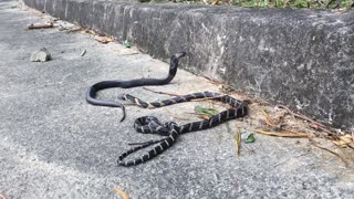 King Cobra meets Chinese Cobra