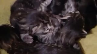 5 day old kittens