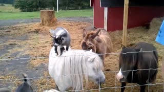 Goats rides on mini horse