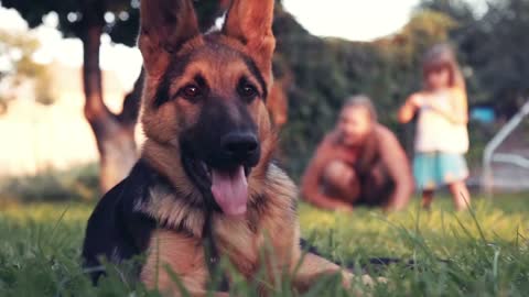 Slowmotion of ground level view of puppy dog german shepherd looking at camera