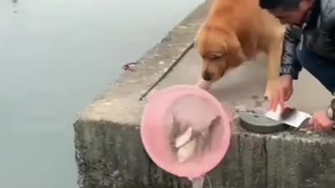 Dog saves Fish, Cute