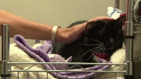 Woman Petting Black and White Cat