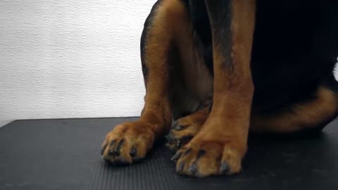 Huge Rottweiler angry about his nail clip