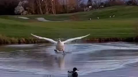 Interesting footage of a white swan landing on the water