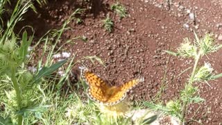 Butterfly on Mt. Baldy in AZ