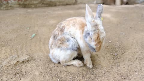 Rabbit cleaning itself