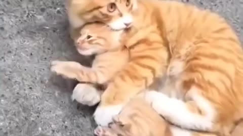 Cute Baby Cat Videos || Baby Cats - Cute and Funny Cat Videos Compilation || Funny Animal Videos