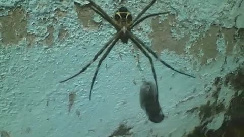 Garden spider holds the fly trapped in its webs, the snack is close... [Nature & Animals]