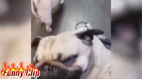 So hungry please give some food Smart dog | The Funny Clip