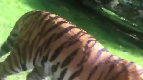 tiger infrent