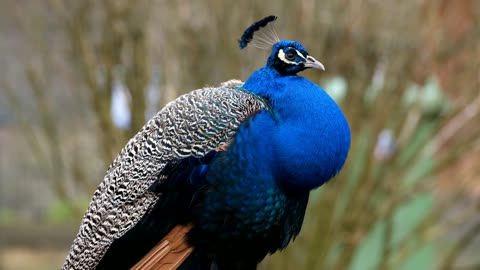 Beautiful peacock