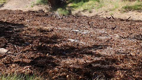 Greenough River Finally Flows After Three Years