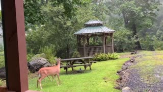 Deer Fawn NW NC @ Treehouse 🌳 Lady teaching 62 day old Scamp how to fight and chase off intruders