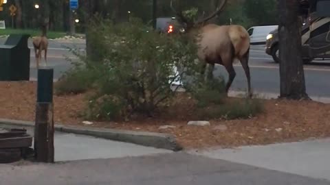 Couple of Elk in Estes Park