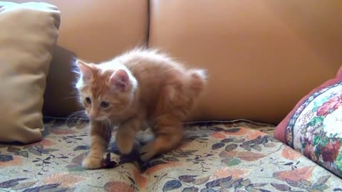 Little cat playing with his mouse toy