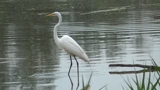 116 Toussaint Wildlife - Oak Harbor Ohio - Eagles Watch Egret Fishing - Gets Mouth Full