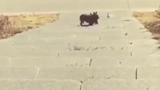 Vibes french bulldog falls down stairs