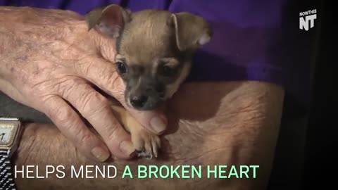 This Puppy Is Mending A Broken Heart