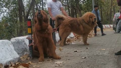 Tibetan mastiff in india (uttrakhand) public shocking reaction 😱😯