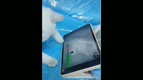 Cat playing on your tablet