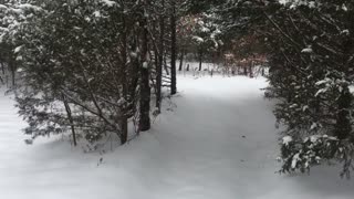 Snow on the trails