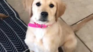 Golden retriever puppy works really hard on staying
