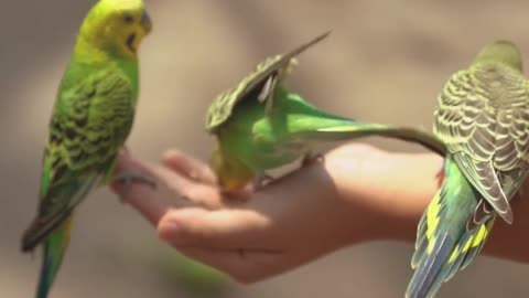 Parakeets on a person hand