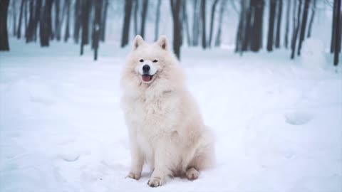 Puppy plays white snowballs forest