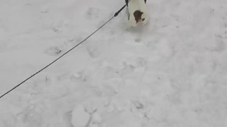 Sprinting Pup Pulls Snowboarder