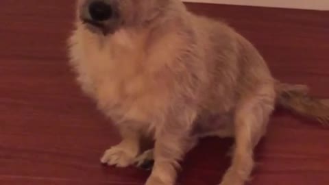 Brown dog on wood floor has one ear up one ear down