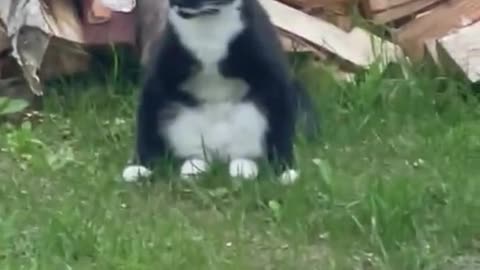 Mustachioed Cat Sits Like Human