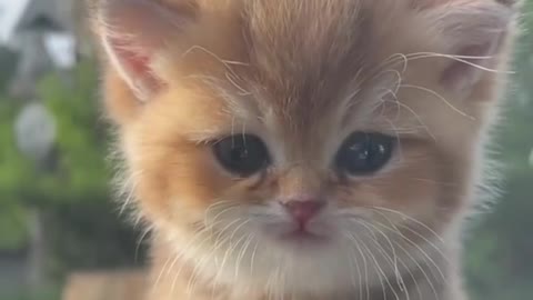 Cat Funny | Cat Cute videos | Cat Funny Videos Cat Funny | Cat Cute videos | Cat Funny Videos