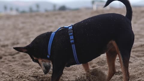 dog digging in the sand at the beach