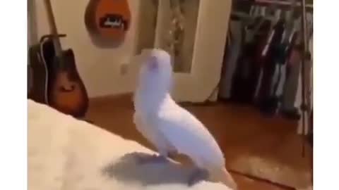 Funny parrot flexing😂😂😂