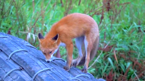 Foxes searching for food in the wild