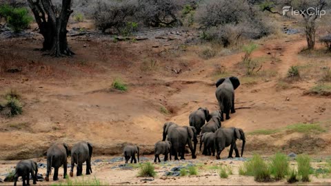The wondrous world of Elephants | largest land animals on earth