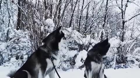 I want to be the master of the shit shoveling officer