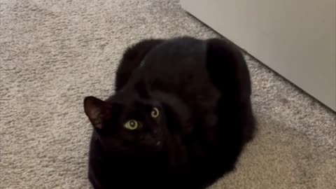 Adopting a Cat from a Shelter Vlog - Cute Precious Piper is a Beautiful Loaf Doorstop #shorts