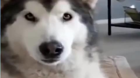 funny and cute dog reactions 😝 😜it is so cute and funny to watch 😂 🤣 || DOG SAYS UHH😝 😜