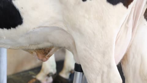 Close up of a machine milking a cow by massaging his breasts
