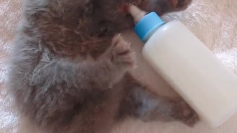 cat drinking milk