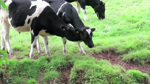 cow caressing her little friend