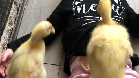 Baby Duck Stands On Top Of A Laughing Toddler