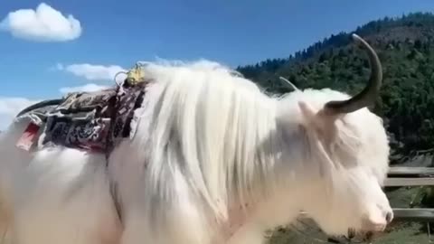 White yak