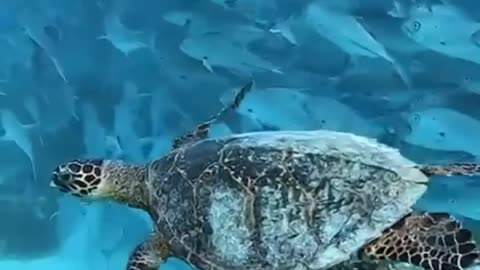 Turtle and Friends